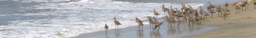 Slideshow of sandy beach photos with plants and animals.