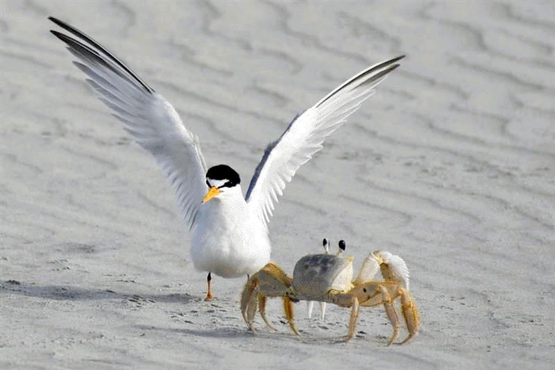 Least Turn and Crab
