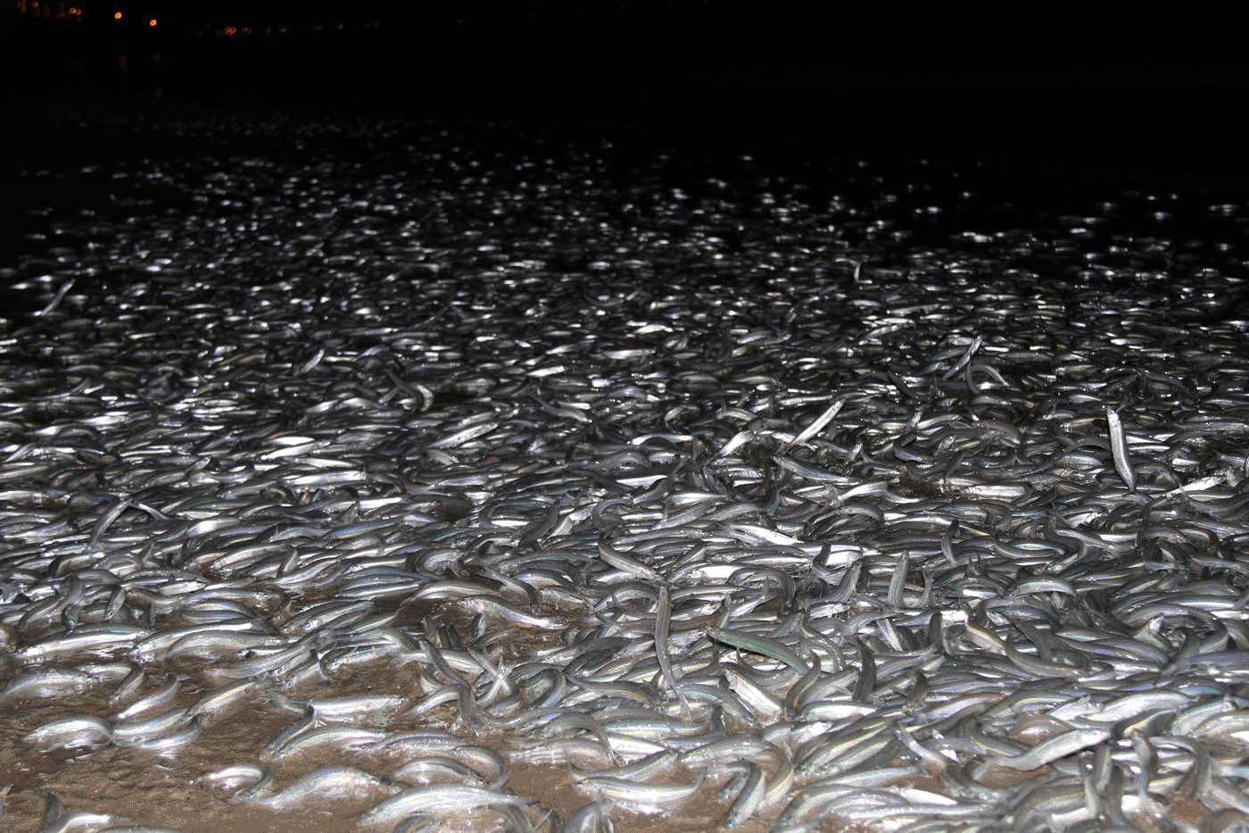 Grunion Run